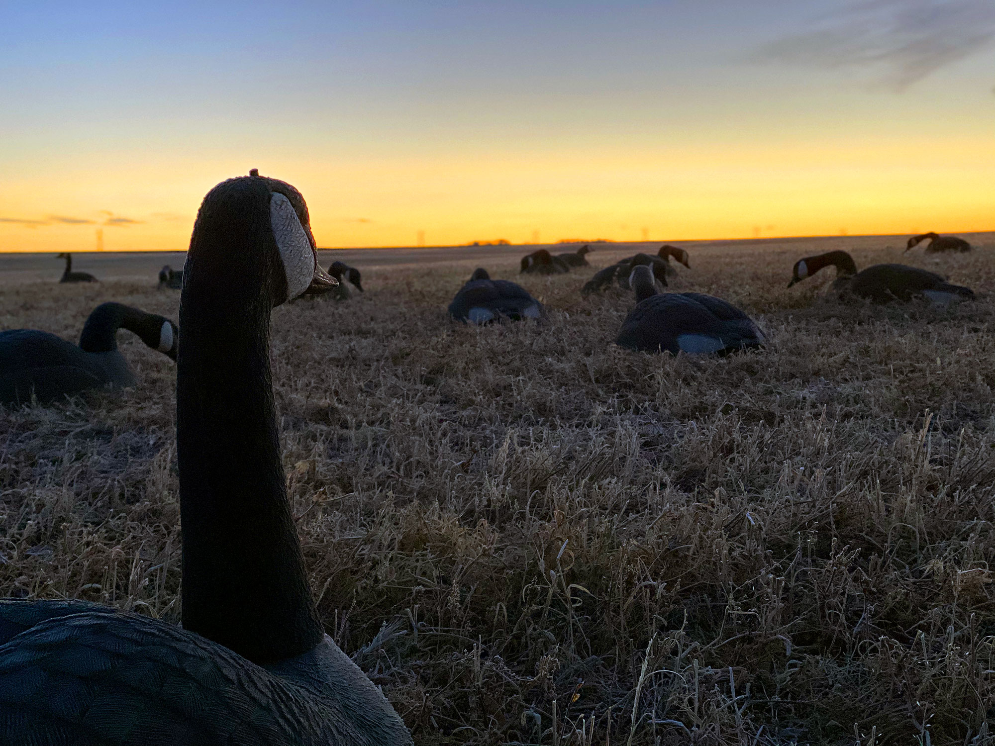 Forfait chasse à l'ours noir au printemps (5 jours) — 12 Gauge Outfitting Ltd. – 12 Gauge Outfitting Ltd.