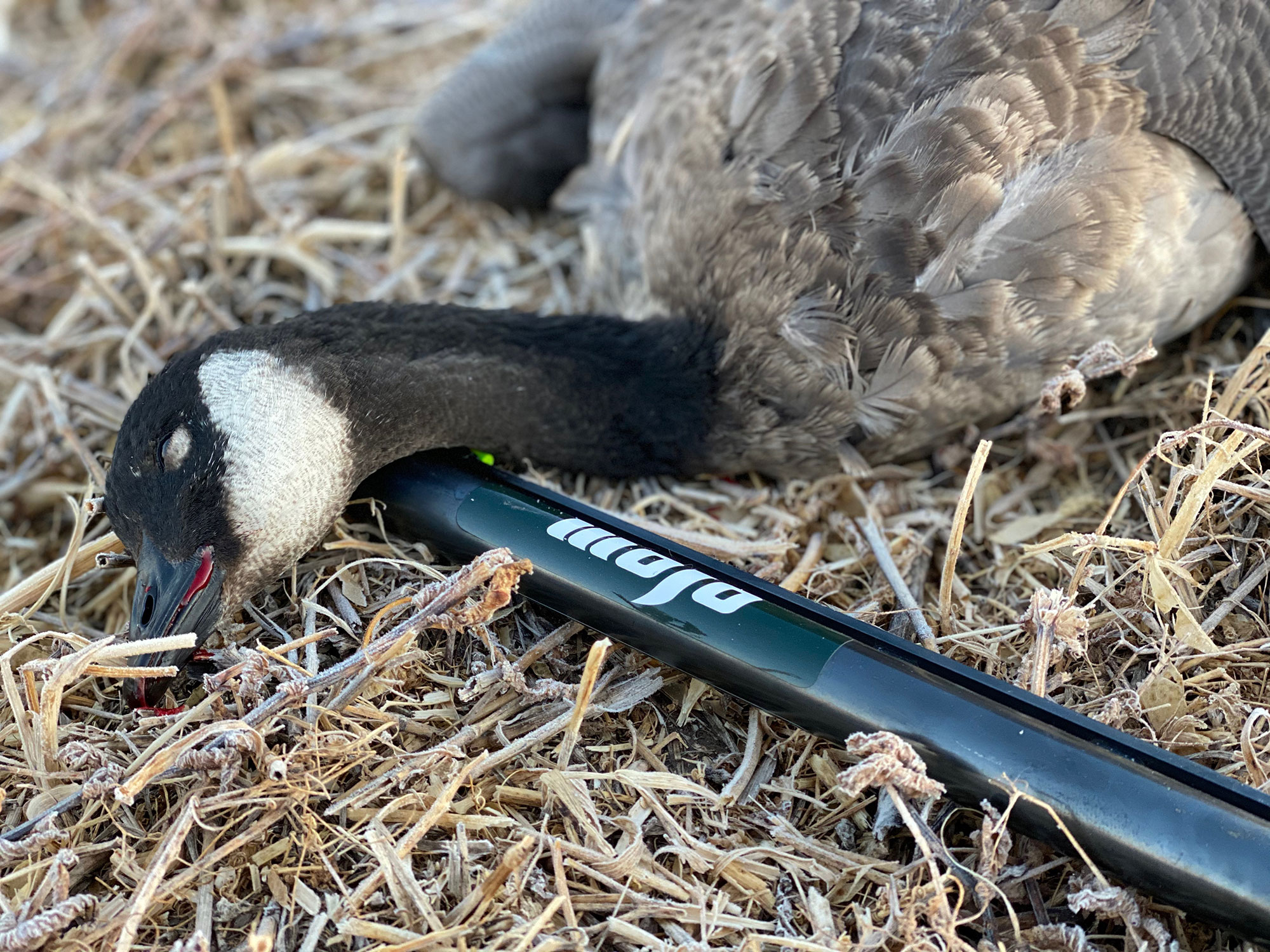 Forfait chasse à l'ours noir au printemps (5 jours) — 12 Gauge Outfitting Ltd. – 12 Gauge Outfitting Ltd.