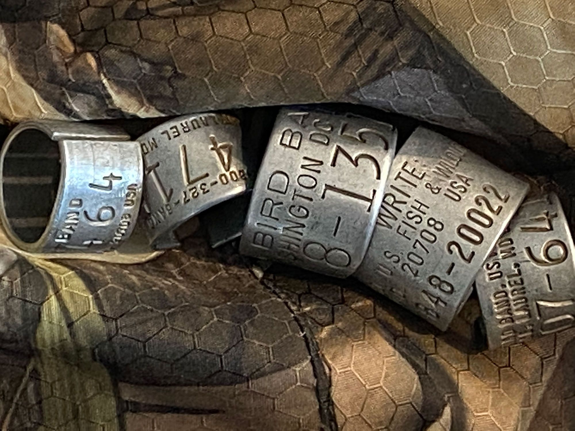 Forfait chasse à l'ours noir au printemps (5 jours) — 12 Gauge Outfitting Ltd. – 12 Gauge Outfitting Ltd.